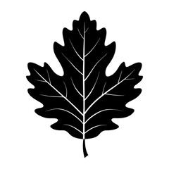 Obraz premium Oak Leaf Silhouette vector illustration