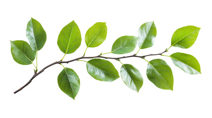 Branch with fresh green leaves, cut out transparent