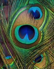 Obraz premium Peacock feather background