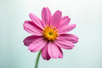 Fototapeta premium Single flower on a white background with gentle dew, freshness, isolation, water droplets