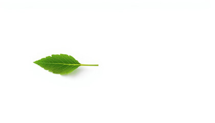 Obraz premium Single Green Leaf on White Background