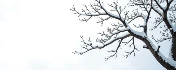 Obraz premium Branches intertwined on a snowy white background, isolated branches, trees, foliage