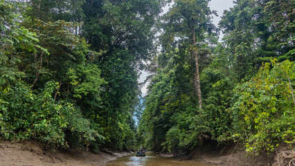 Tourist boats sail along the channel of a tropical river. Impenetrable thickets of rainforest trees...