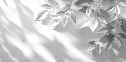 White leaves shadow background