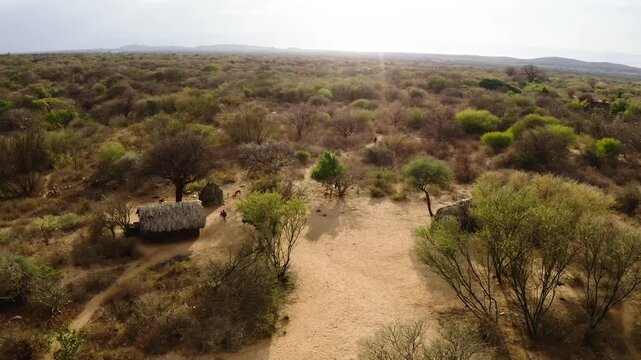 Traditional Maasai Village in Savannah Landscape
