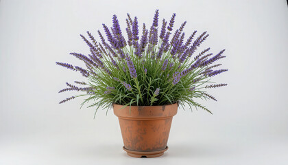 Purple Lavender Plant in Terracotta Pot on White Background