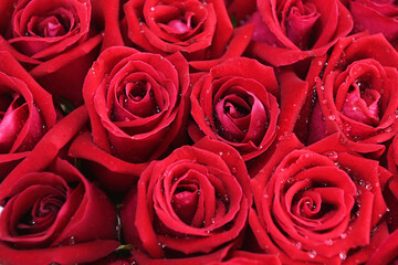Red rose background, natural texture