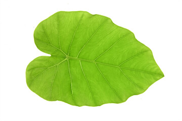Colocasia  green leaf isolated on a white background