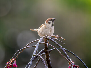 桜とスズメ