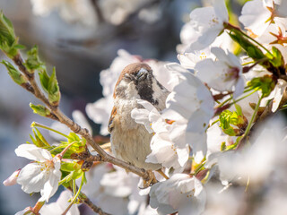 桜とスズメ