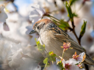 桜とスズメ