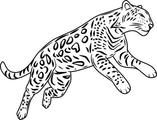 Jaguar hand drawn vector