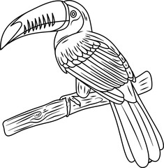 Toucan hand drawn vector