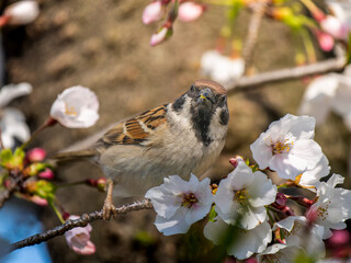 桜とスズメ
