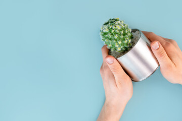 A man's hands hold a pot with a cactus on a blue table background. Close up, point of view shot.