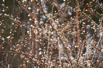 drzewo,wiosna,kwitnienie 