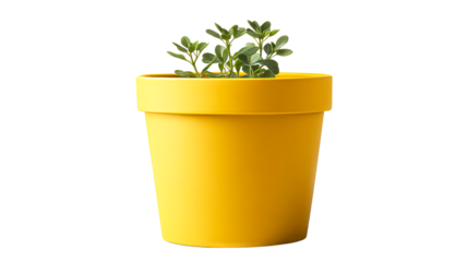 Bright yellow pot with green plant growing inside