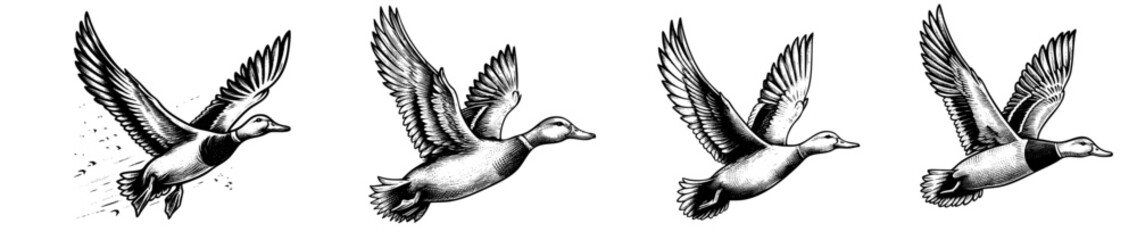 Fototapeta premium Vintage black and white ink illustration of a duck flying, wings spread wide, isolated on white background, rustic countryside farm style, detailed classic sketch.