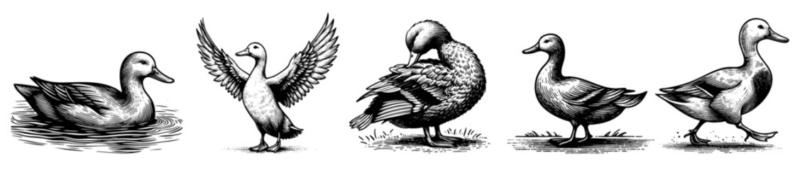 Obraz premium Set collection of vintage black and white ink illustrations of ducks in various poses, isolated on white background, rustic countryside farm style, detailed sketch.