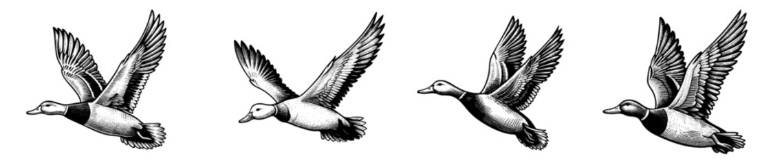 Obraz premium Vintage black and white ink illustration of a duck flying, wings spread wide, isolated on white background, rustic countryside farm style, detailed classic sketch.