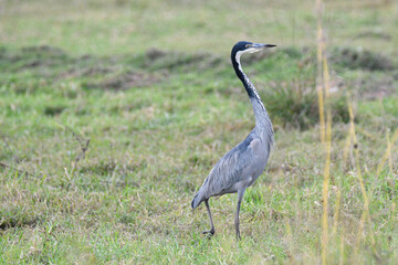 Black headed heron in field