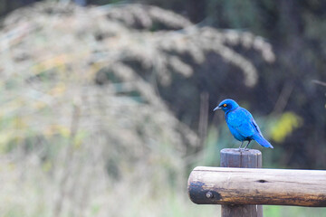 Blue starling in park