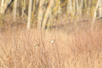 Obraz premium Two small eurasian chaffinch birds perched on dry bushes in a quiet spring forest meadow. Low-angle capture of two birds resting on branches, soft light, peaceful and natural early spring field scene.