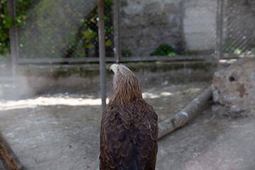 Eagle bird looking at the sky from a cage