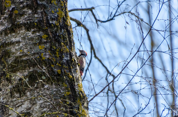 Woodpecker clinging to tree trunk in early spring forest with bright sky. Close-up from below of woodpecker on tree bark, calm forest mood, vertical framing, natural wildlife moment.
