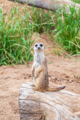 Fototapeta premium Meerkat, Suricata suricatta, on hind legs. Portrait of meerkat standing on hind legs with alert expression. Portrait of a funny meerkat sitting on its hind legs.