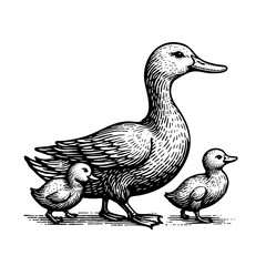 Vintage black and white ink illustration of a duck with its ducklings, isolated on white background, rustic countryside farm style, detailed classic sketch.