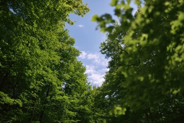Obraz premium serene image capturing majestic verdant forest bathed in soft sunlight
