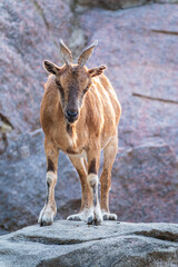 Fototapeta premium Markhor female on the rock. Latin name - Capra falconeri. Wild goat native to Central Asia, Karakoram and the Himalayas