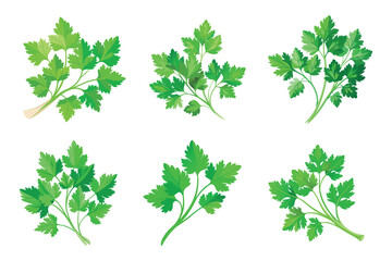 Fresh Parsley Sprigs Displayed on White Background for Culinary Use and Decoration