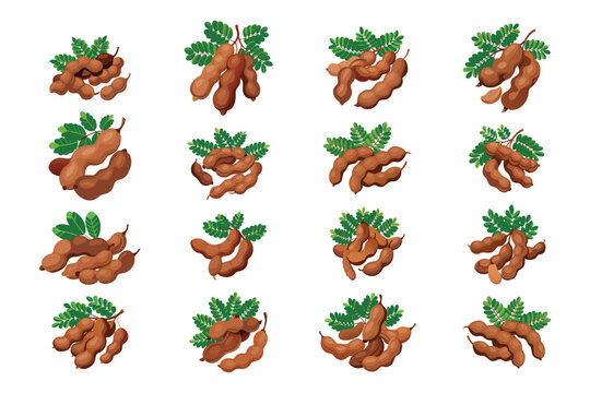 Collection of tamarind fruit with leaves isolated on a white background