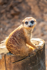 Fototapeta premium Meerkat suricatta family wildlife picture.