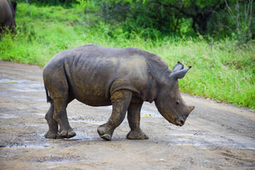 Obraz premium White rhino calf in the wild, side profile