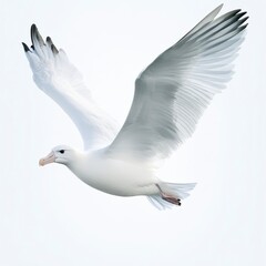 Obraz premium White Seabird in Flight Against Bright White Background