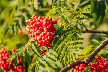 Autumn bright red rowan berries with leaves