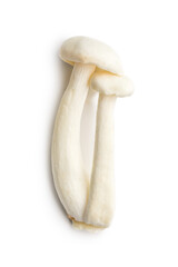 Raw white shimeji mushrooms isolated on white background.