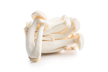 Raw white shimeji mushrooms isolated on white background.