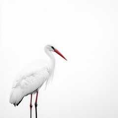 Obraz premium White Stork Against a Bright White Background