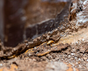 Close up of Termites Eating wood, (Termite damage house)