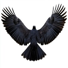 Naklejka premium Black Crow in Flight Detailed Closeup Against White Background