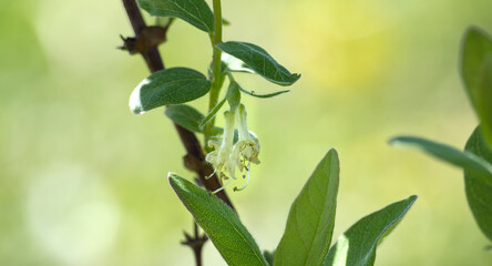 Delicate haskap flower in bloom, with vibrant green leaves and blurred background.