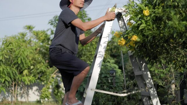 Senior gardener holding pruning shears climbing up ladder to cut tree branches with difficulty and lack of confidence and eventually falls off the gardening ladder. Green garden background.