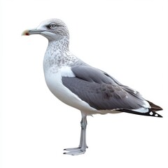 Obraz premium Grey and White Seagull Profile on White Background