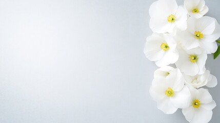 Fototapeta premium Delicate white flowers arranged on a light gray background. Soft and elegant floral display