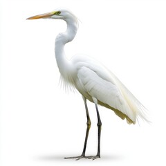 Obraz premium Majestic White Egret on White Background