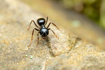 Black forest ant - Lasius fuliginosus, beautiful small black forest ant from Euroasian forests and woodlands, Czech Republic.